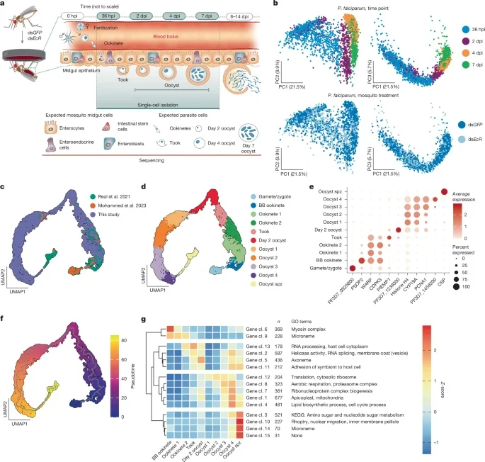 Mapping Plasmodium transitions and interactions in the Anopheles female