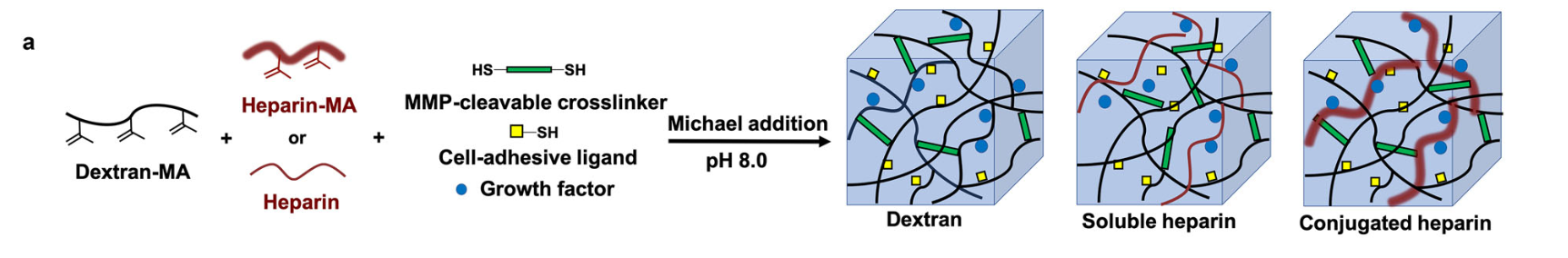 Engineering a heparin-mimeticbiomaterial to promote tissue vascularization