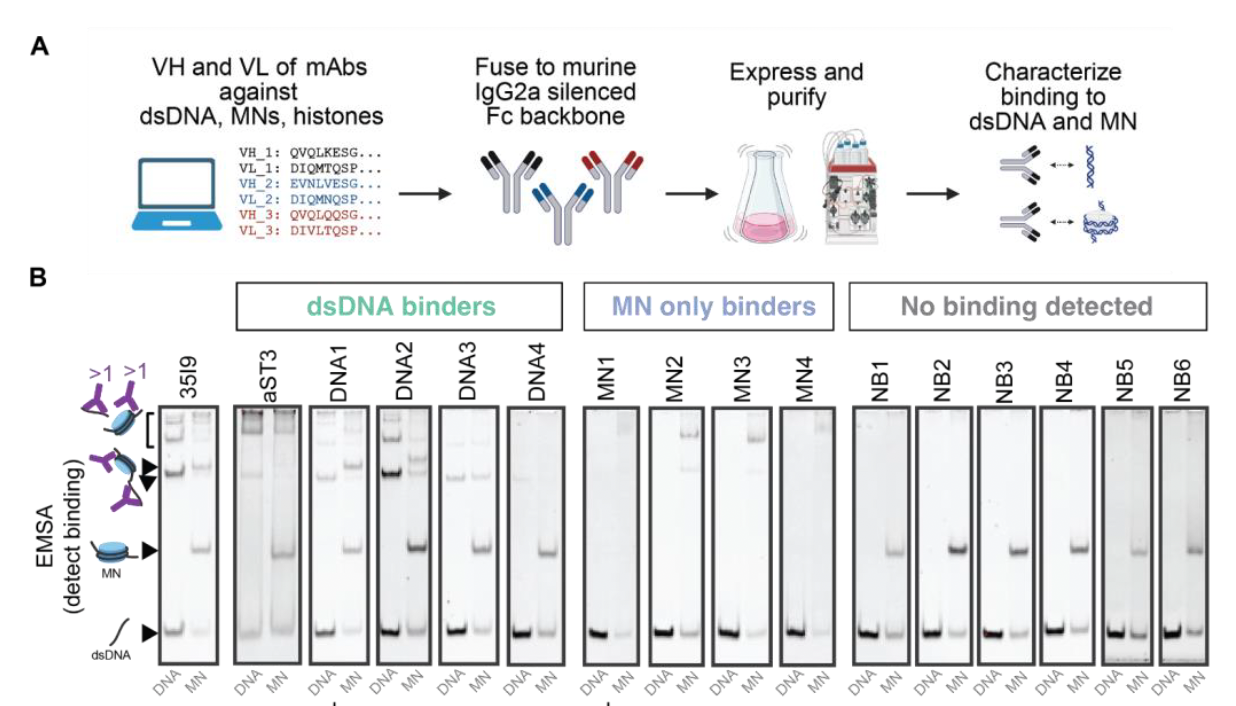 Molecular determinants of antibody-mediated priming to enhance detection of ctDNA