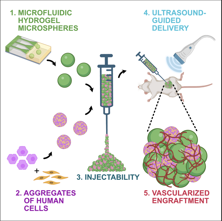 Image-guided injectable niche for hepatocyte transplantation