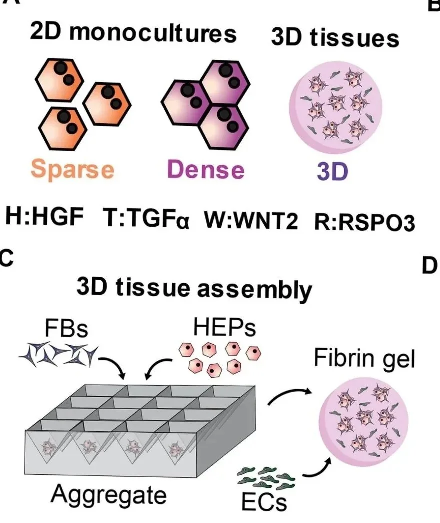Synthetic control of implanted engineered liver tissue growth