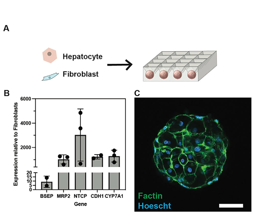 A 3D In Vitro Model of the Human Hepatobiliary Junction