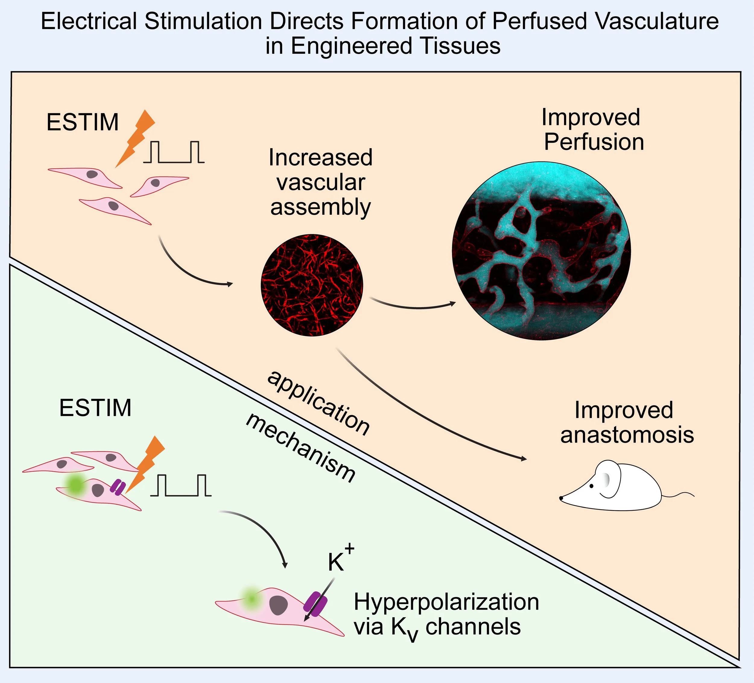 Electrical Stimulation Directs Formation of Perfused Vasculature in Engineered Tissues
