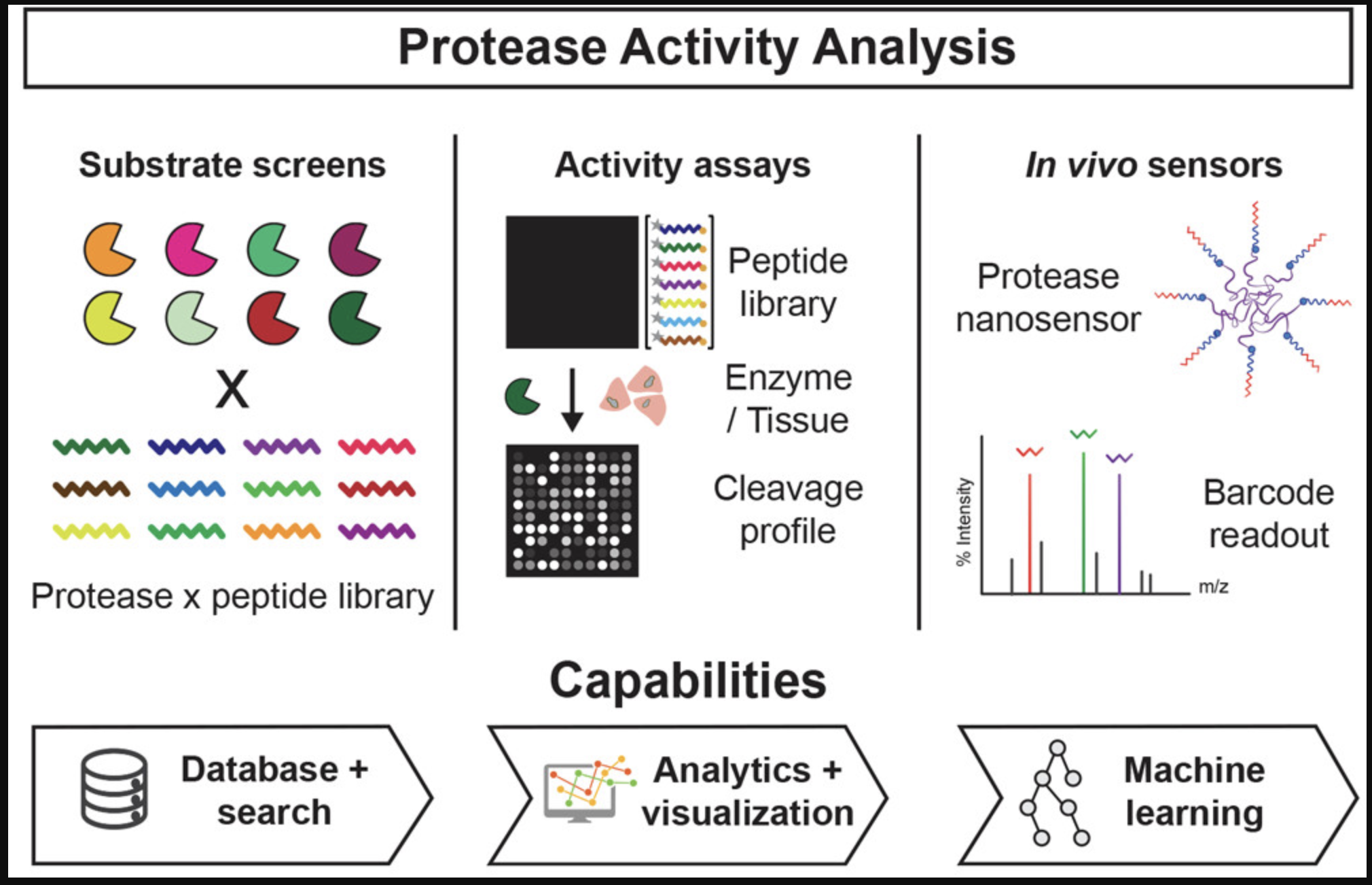 Protease Activity Analysis: A Toolkit for Analyzing Enzyme Activity Data