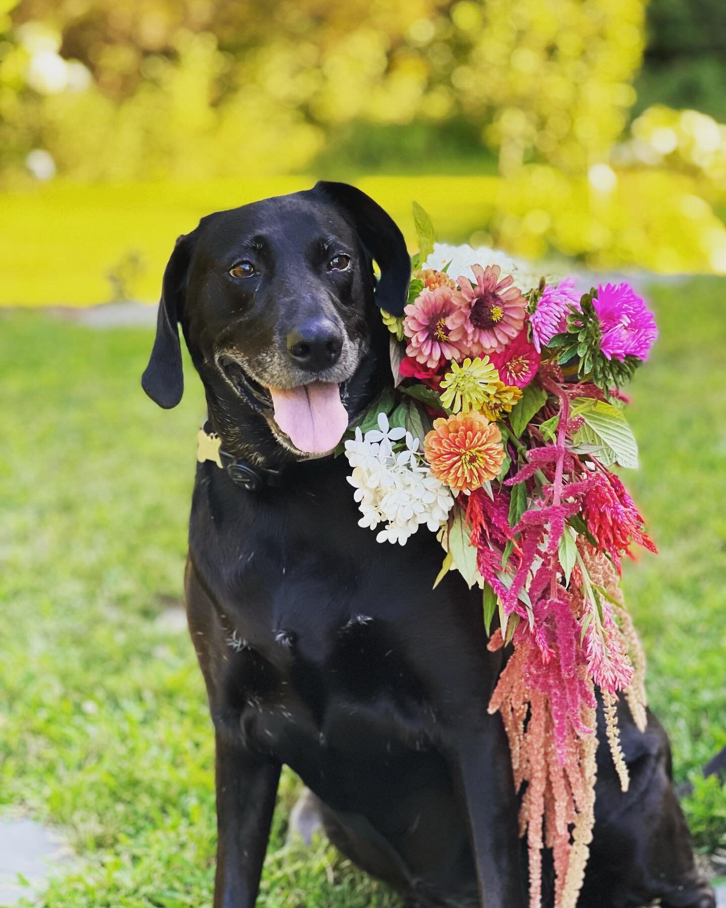 She&rsquo;s looking to be the flower girl at the wedding 💐