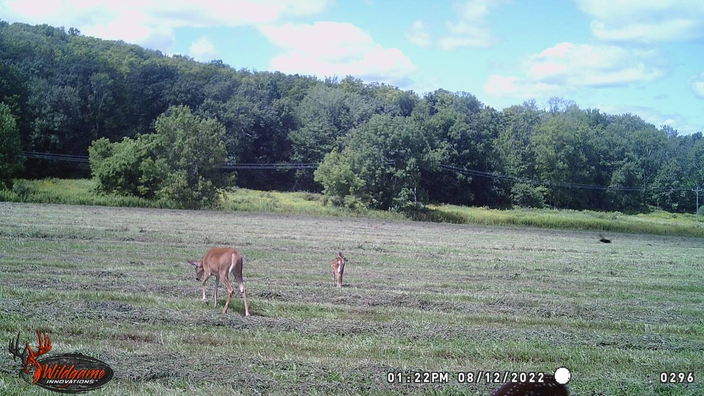 🦌 we have some twin fawns and I&rsquo;m just in love