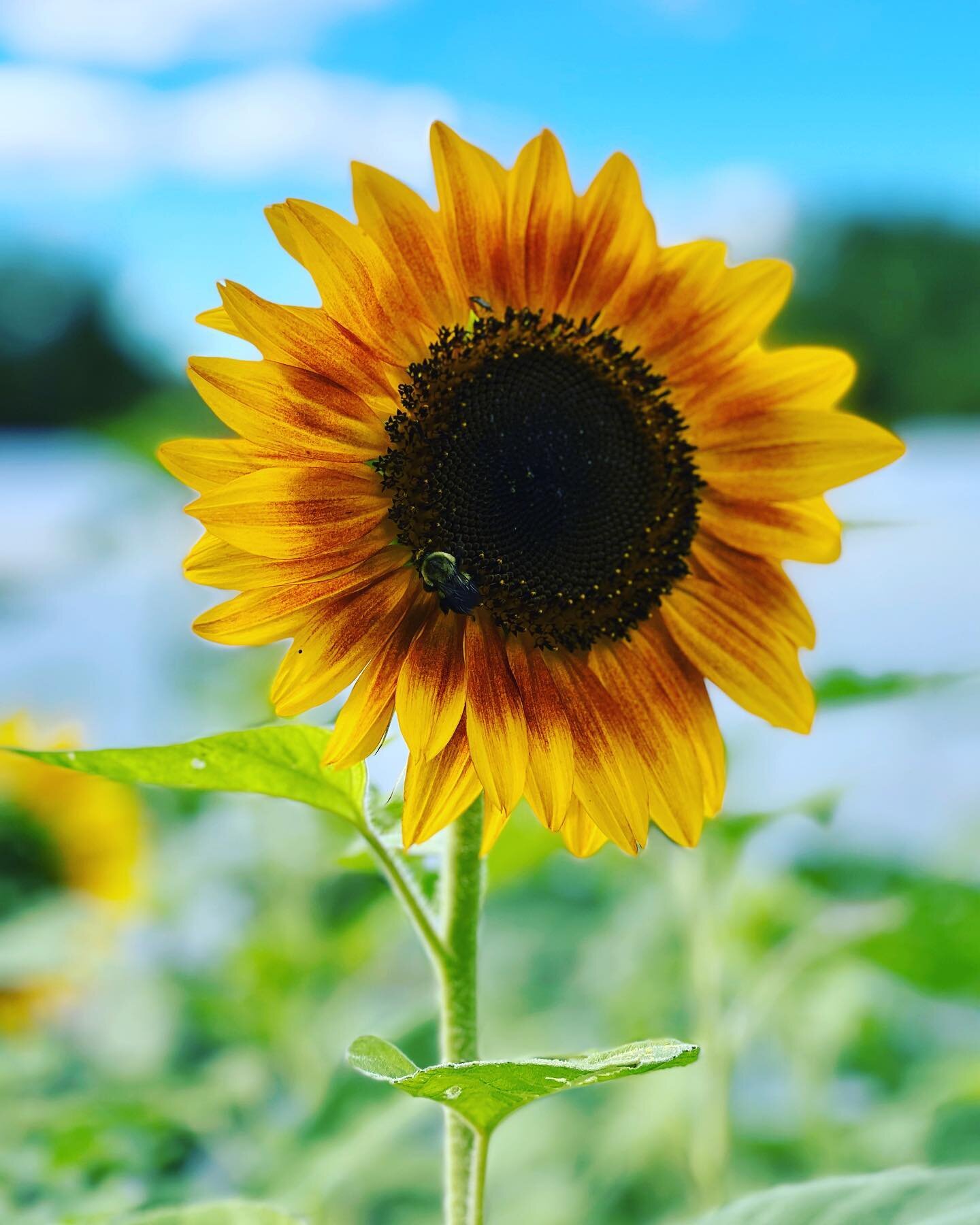 You don&rsquo;t have to be the biggest sunflower in the patch to stand out