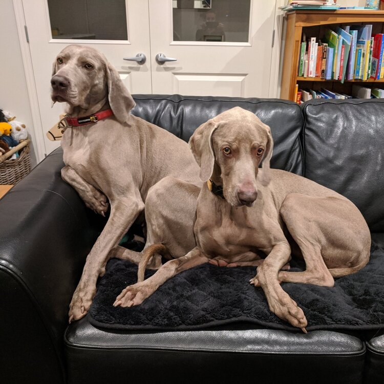 Laura's weimaraners Archie and Margot sit on the couch