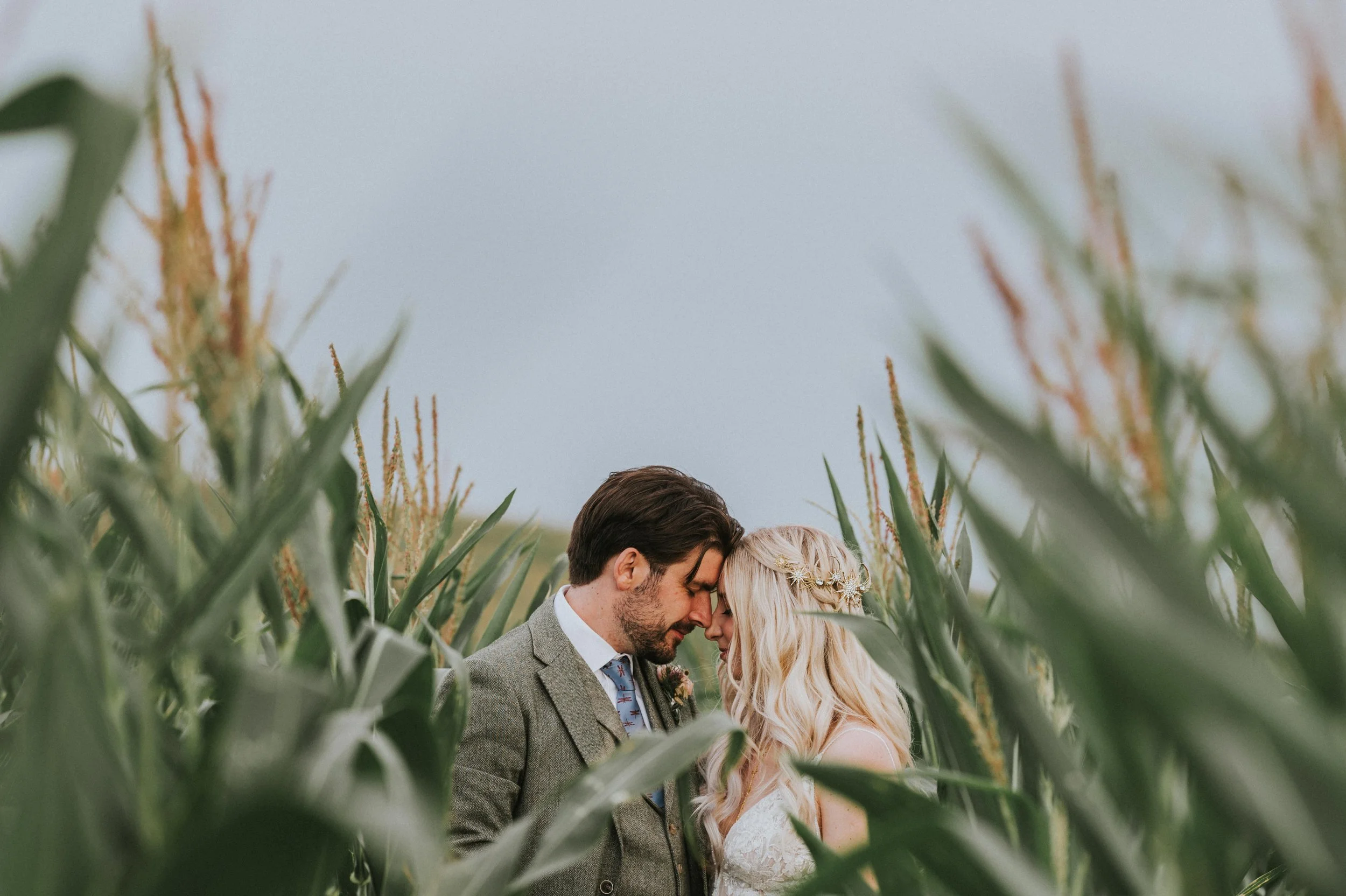A couple sharing a kiss in a cornfield. The man has dark hair and a beard, wearing a gray suit, while the woman has long blonde hair with a floral headband, wearing a white dress. The image is taken from a low angle, with tall green corn plants surro