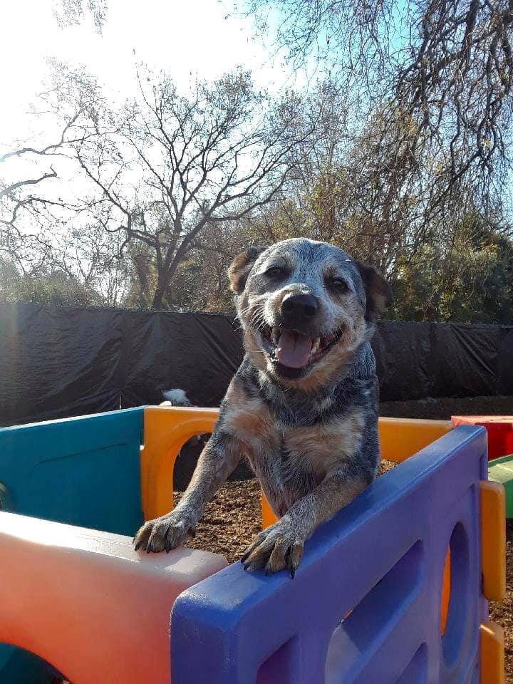 Daycare — The Canine Connection, LLC