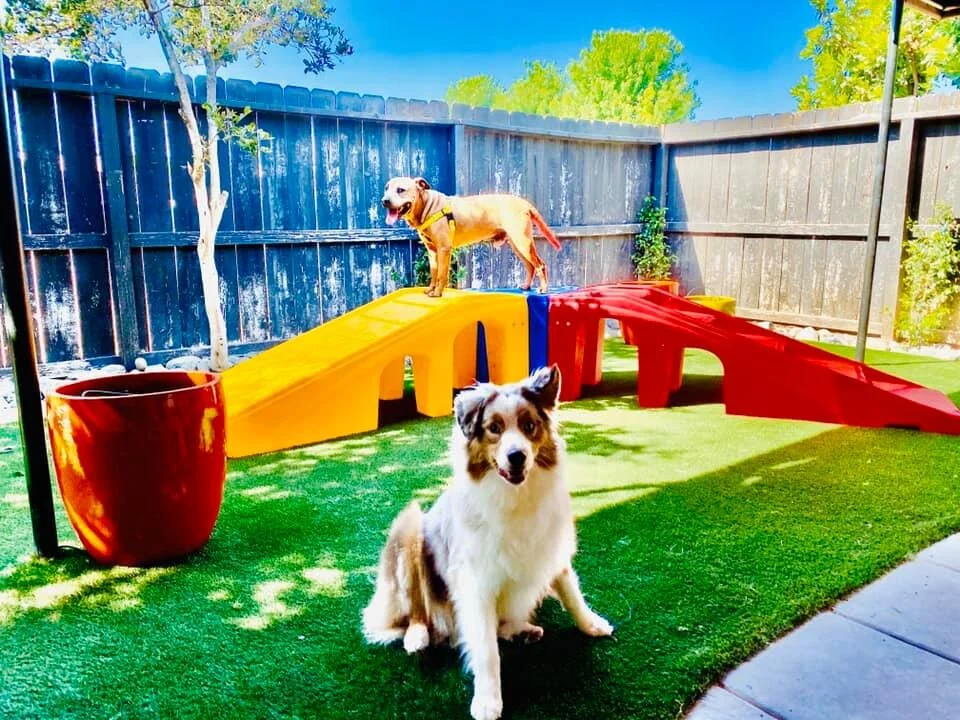 canine-connection-grounds.jpg