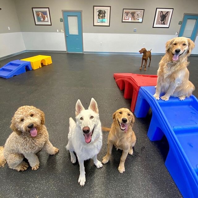 Daycare is cool @chicocanineconnection #wecallitplaycare #woof