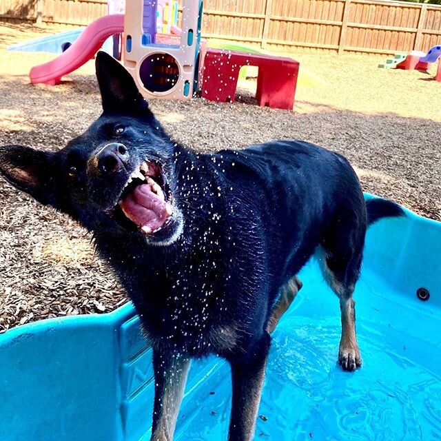 Summer camp is fun @chicocanineconnection! #wecallitplaycare #canineconnection #woof