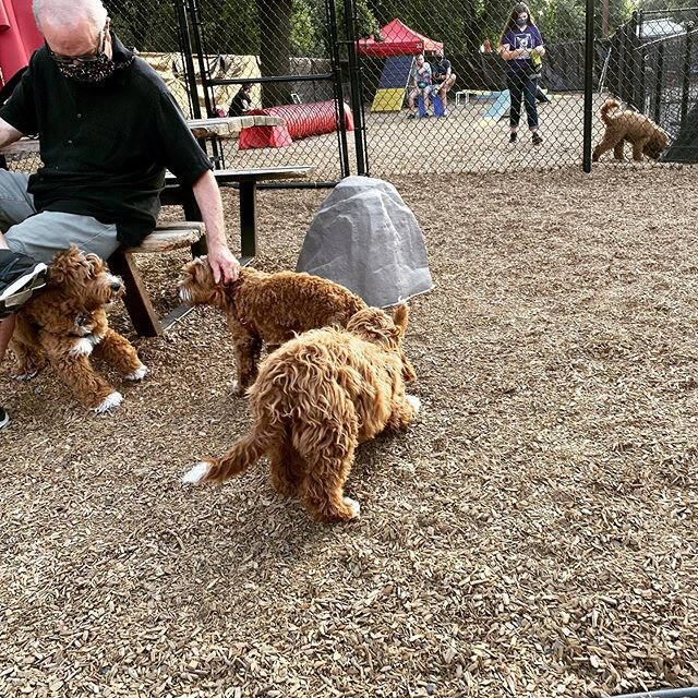 How many red doodles can you spot in this photo from our puppy classes tonight? #oodlesofdoodles #dogschooliscool #dogtrainingthatclicks #canineconnection #woof