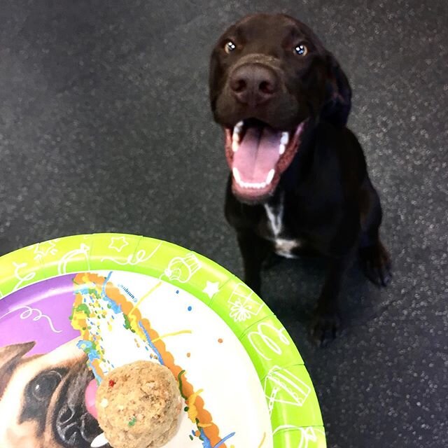 It&rsquo;s Ritter&rsquo;s birthday today and his parents brought treats to daycare for him and all his friends! Ritter is ONE! HAPPY BIRTHDAY RITTER!!!! ❤️😀🐾🎉🎁 #happybirthdayritter canineconnection #welovedogs #woof