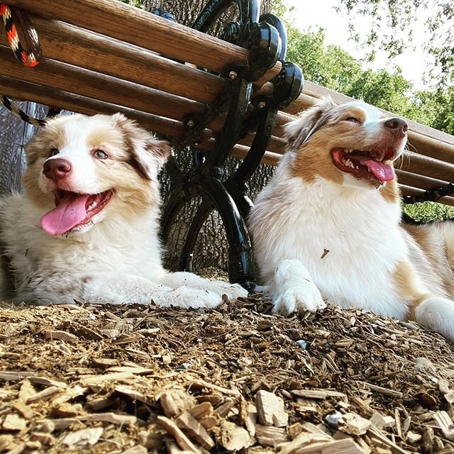 Chilling out on a hot day. My girls, @chicocanineconnection, Moxie and Minnie. #canineconnection #puppybreath #aussieposse #woof