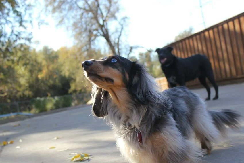Mowgli+and+Water+Lily+at+daycare+-+possble+website.jpg