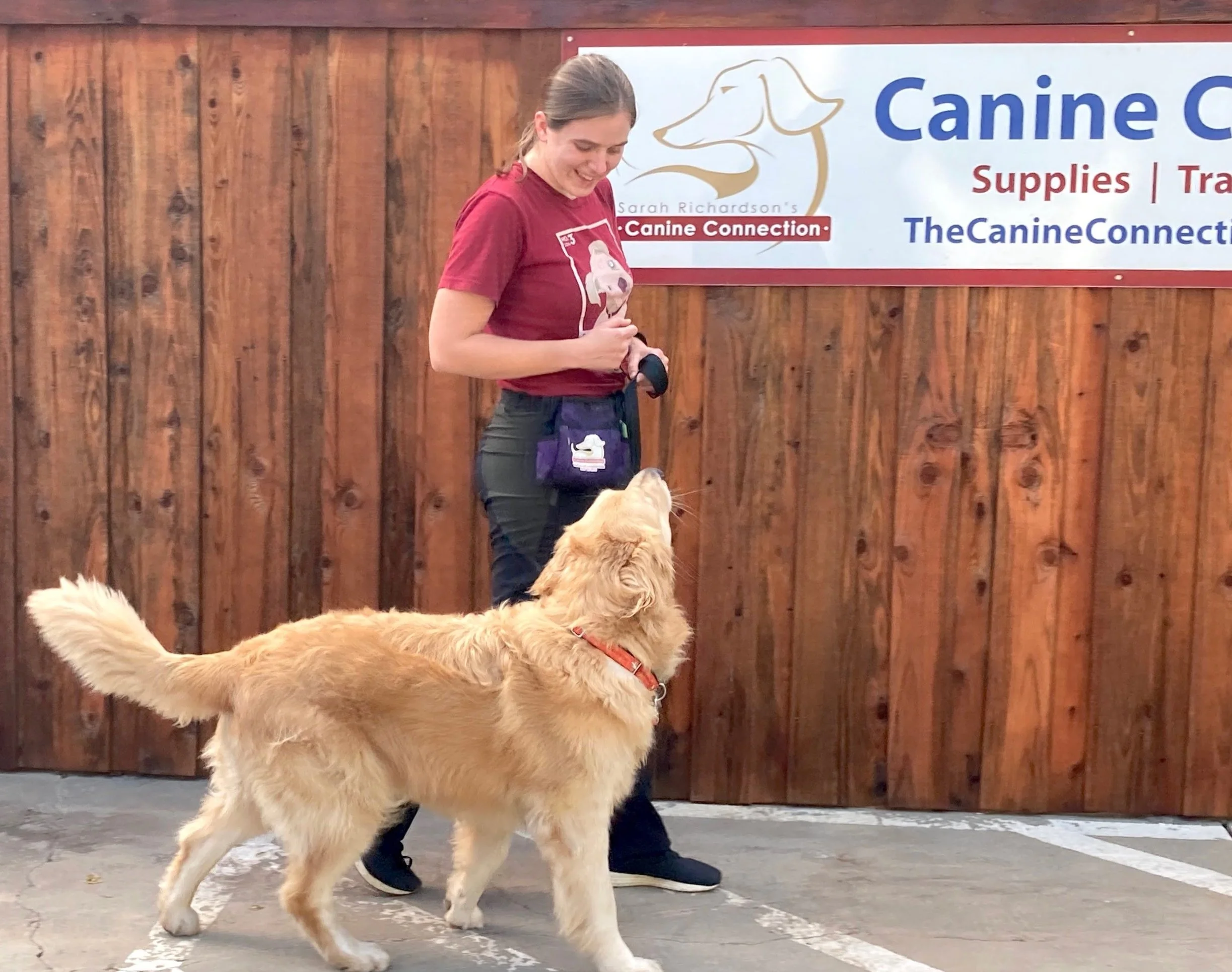 Dog Training — The Canine Connection, LLC