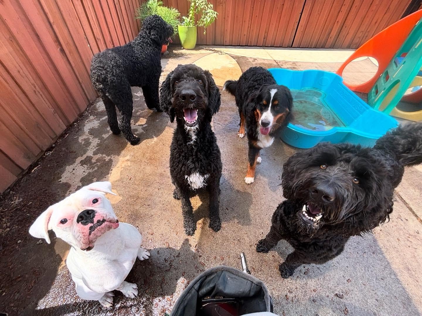 Got treats? #forcefreetraining #dogsofthecanineconnection #chico