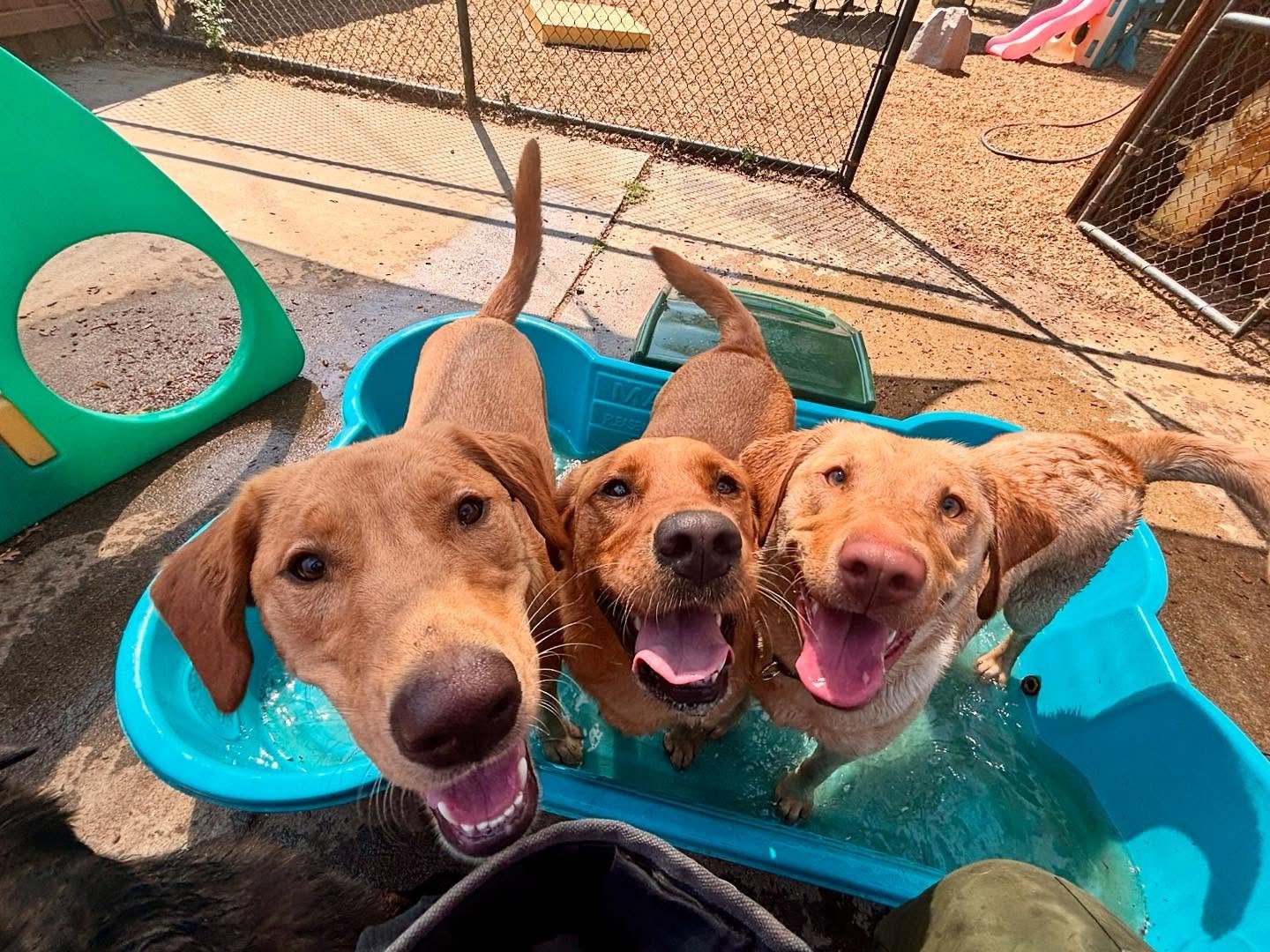 Doggone it, it&rsquo;s a beautiful day at The Canine Connection! VIPs Petra, Maggie, and Wrigley are living the dream! #thecanineconnection #chicocanineconnection #canineconnection #dogresort #dogsofthecanineconnection