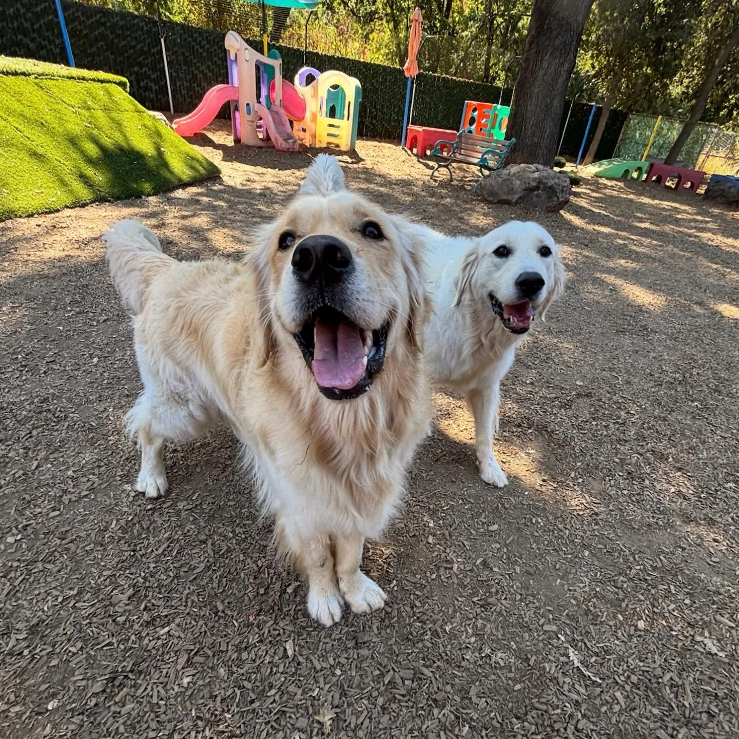 Happy Fall Season to all from  VIPs Olly and Mando! #thecanineconnection #dogresort