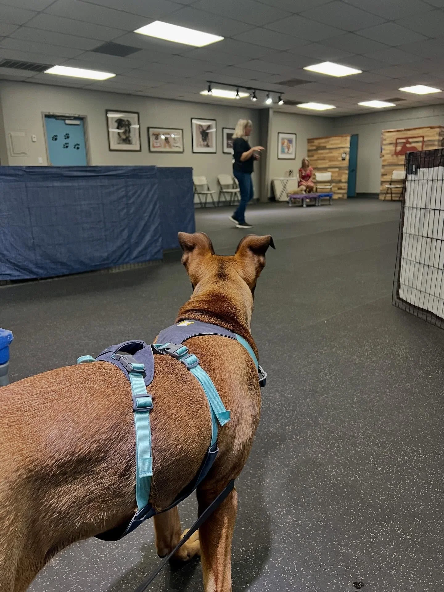 Foster boy, Reggie, was mesmerized by Instructor Nancy&rsquo;s lesson at &ldquo;The Big Three,&rdquo; our continuing ed class that focuses on recall, loose leash walking, and polite greetings. If you&rsquo;re a grad of one of our foundation classes -