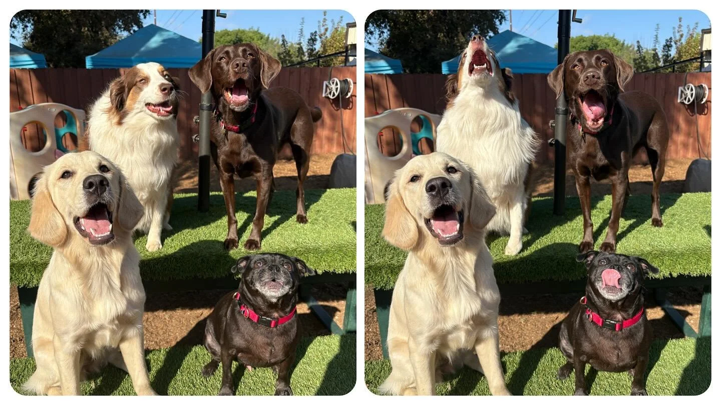 The final photo and the outtake. Our VIPs are so happy and silly. #thecanineconnection #chicocanineconnection #canineconnection #dogresort #dogenrichment #dogcamp