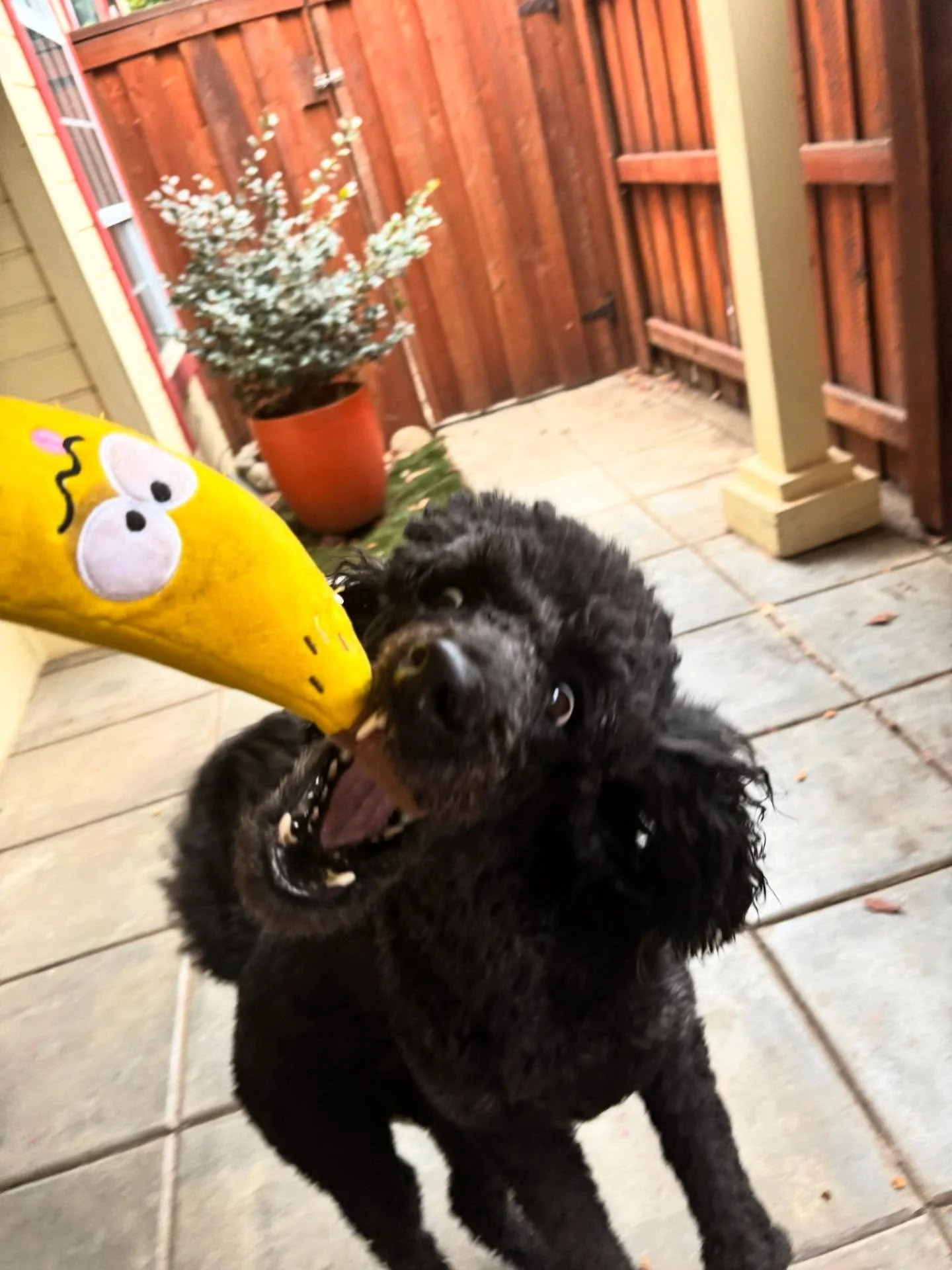 Did you know that bananas are full of potassium, fiber, B6, and fun? VIP Taki wants to know, &ldquo;have you had your banana today&rdquo; #thecanineconnection #chicocanineconnection #canineconnection #dogresort #dogdaycare #dogcamp #chicoca