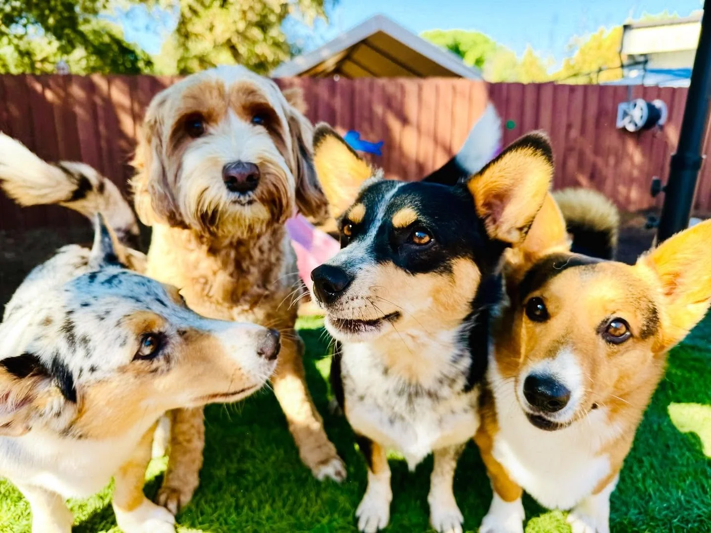 What are these VIPs discussing?! Could it be our Tricks &amp; Treats class that starts this Thursday at 7:15? Four sessions, 10 tricks, and a happy Halloween celebration. Register through our website - https://thecanineconnection.com/ - go to academy
