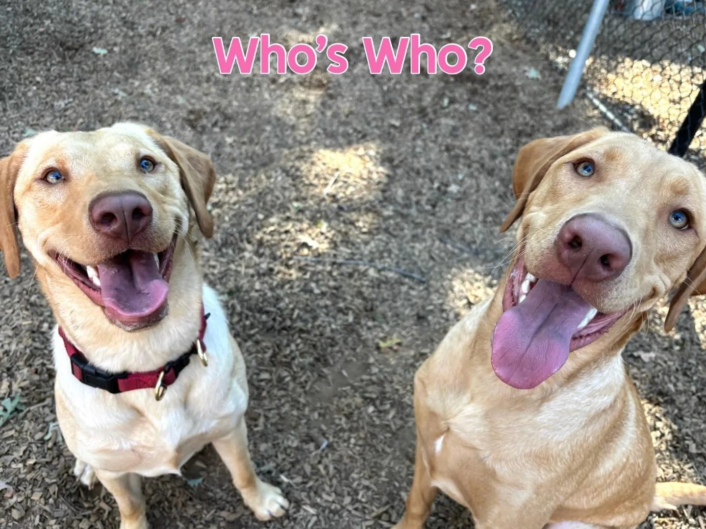 Summit (on left) joined our daycare team today and met his doppelg&auml;nger, Wrigley! Together, they had a rockin&rsquo; and rompin&rsquo; good time! Welcome to PEP Camp, Summit! We&rsquo;re so glad you&rsquo;re here! And Wrigley is too! #thecaninec