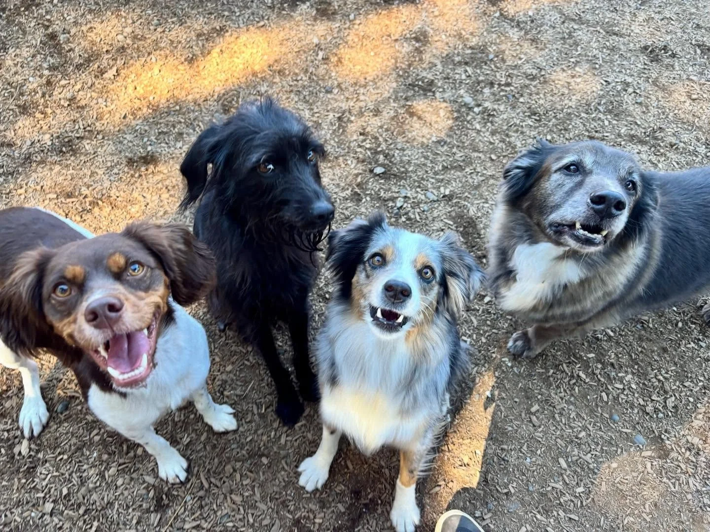 Serious cuteness here! VIPs Rusty, Huey, Desi, and Duke sure know how to strike a pose #thecanineconnection
