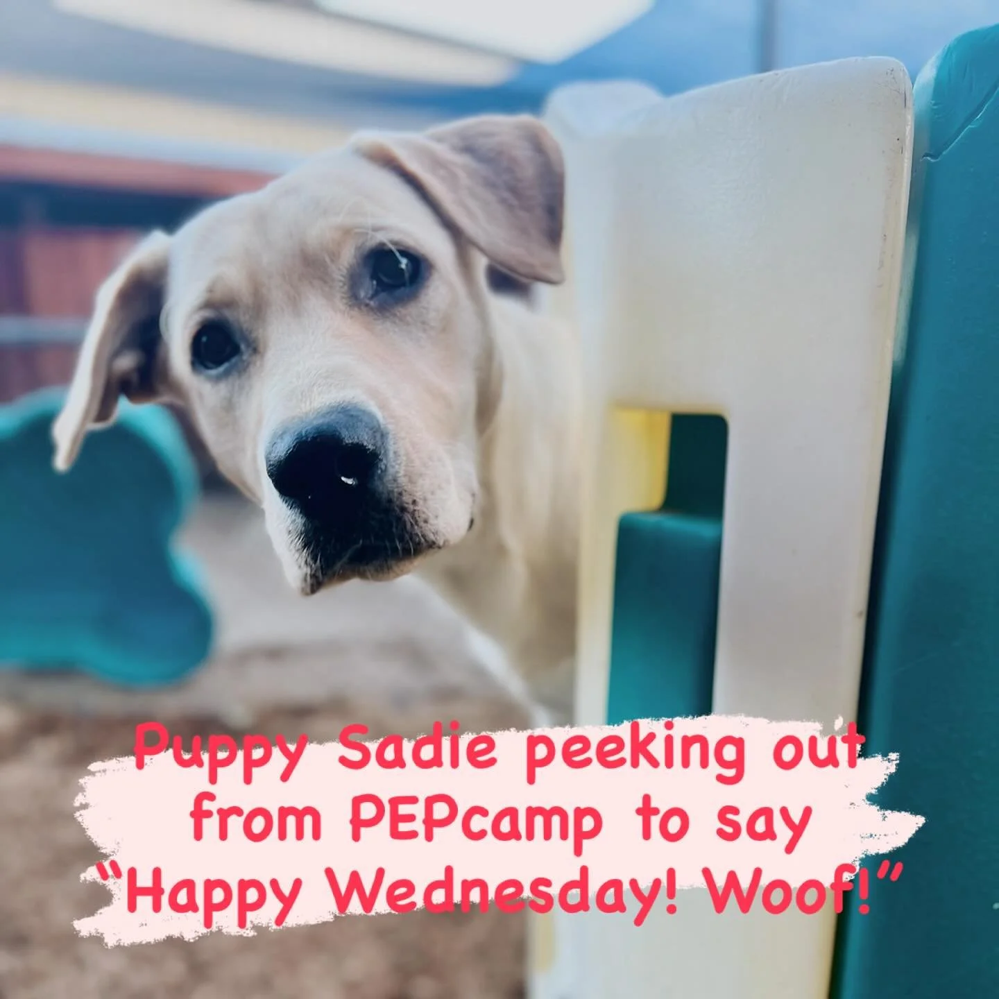 Happy Wednesday from all of us at The Canine Connection in Chico, California! #thecanineconnection #canineconnection #chicocanineconnection #dogresort #dogdaycare #dogcamp #chico #dogsofthecanineconnection