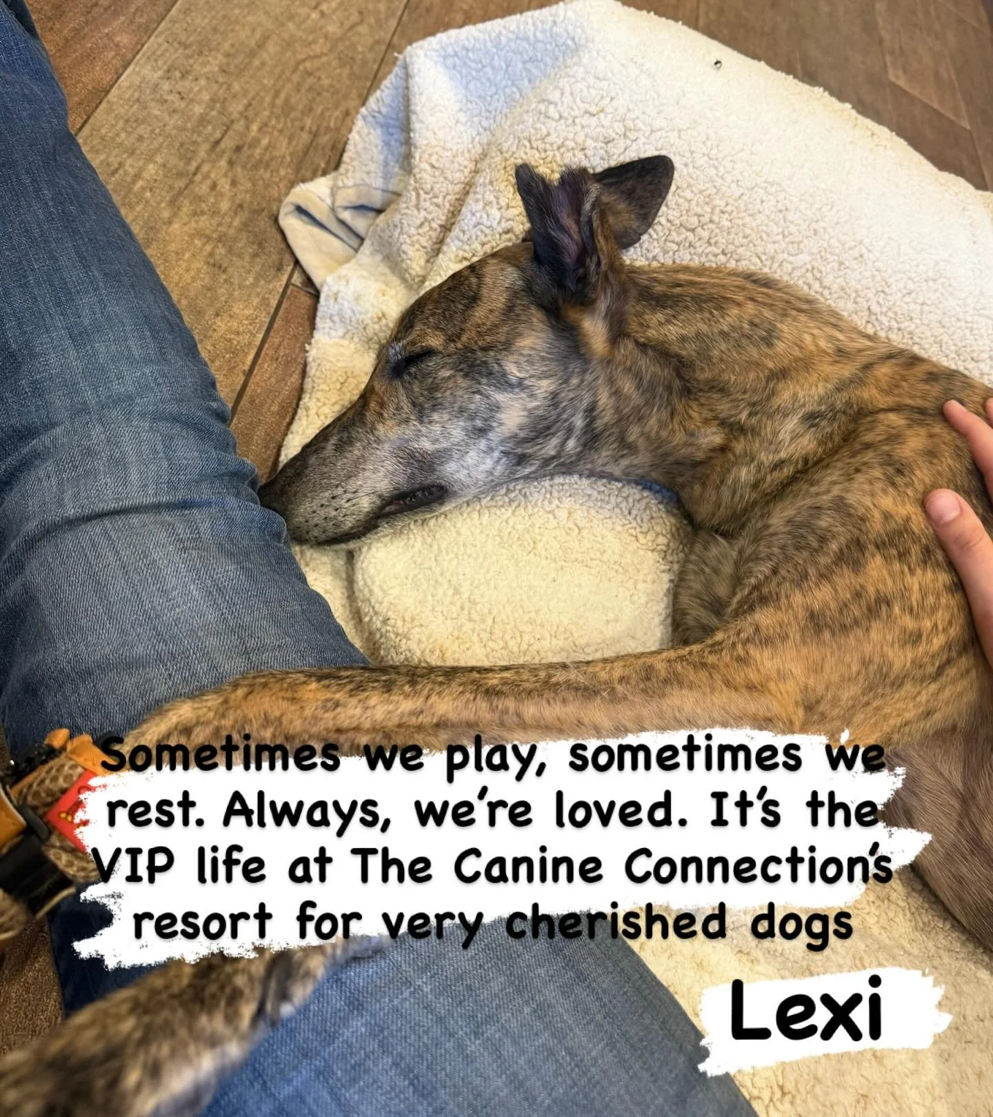 We love dogs. We love them when they play. We love them when they rest. We love them when they&rsquo;re big. We love them when they&rsquo;re small. We love them when they&rsquo;re naughty. We love them when they&rsquo;re nice. We love them when they&