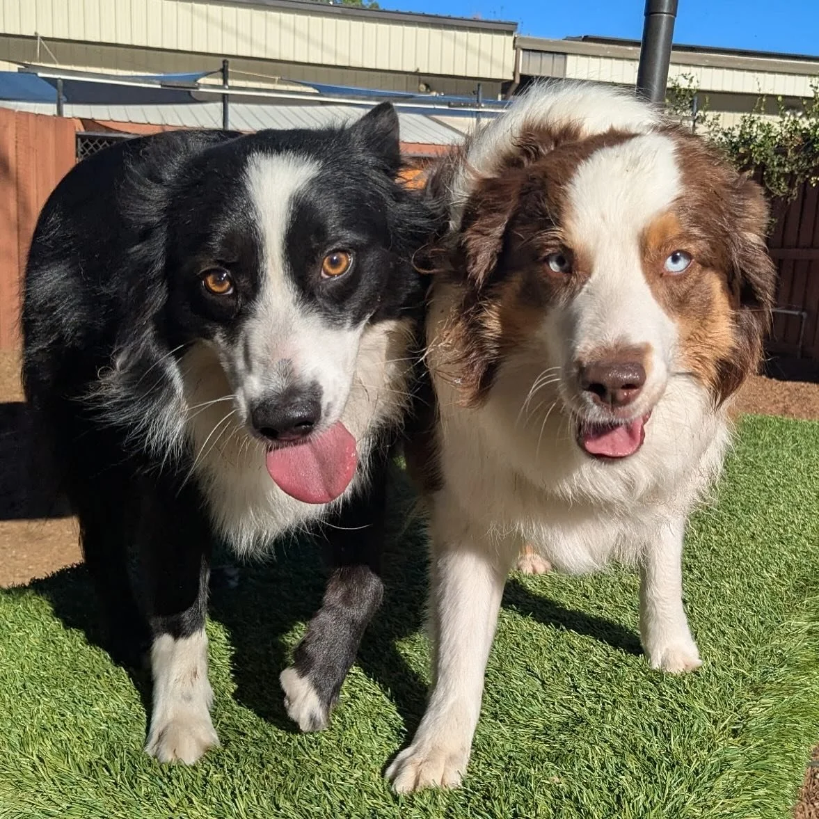 BFFs, Enoki and Shasta. ❤️🐾 #chicodogresort #chicocanineconnection #thecanineconnection #canineconnection #positivesdogtraining #dogsofthecanineconnection