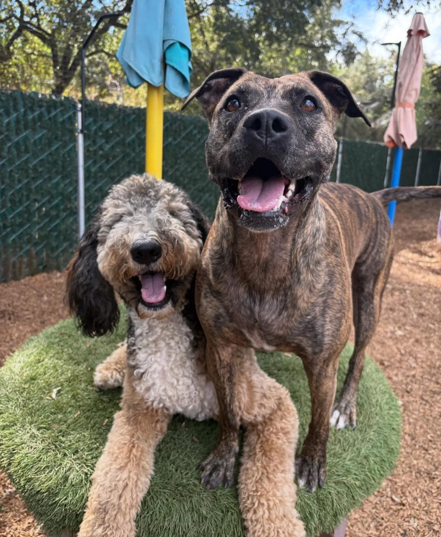 Happy Sunday from VIPs Leo and Georgie! Woof! #dogsofthecanineconnection #dogresort #thecanineconnection #chicocanineconnection #canineconnection #chico