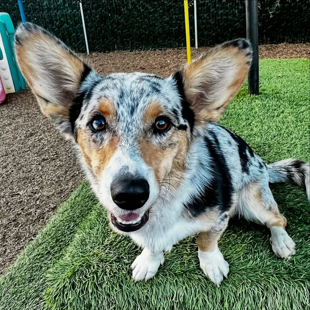 VIP Hakuba is all ears. #thecanineconnection #dogsofthecanineconnection #corgisofinstagram #dogresort