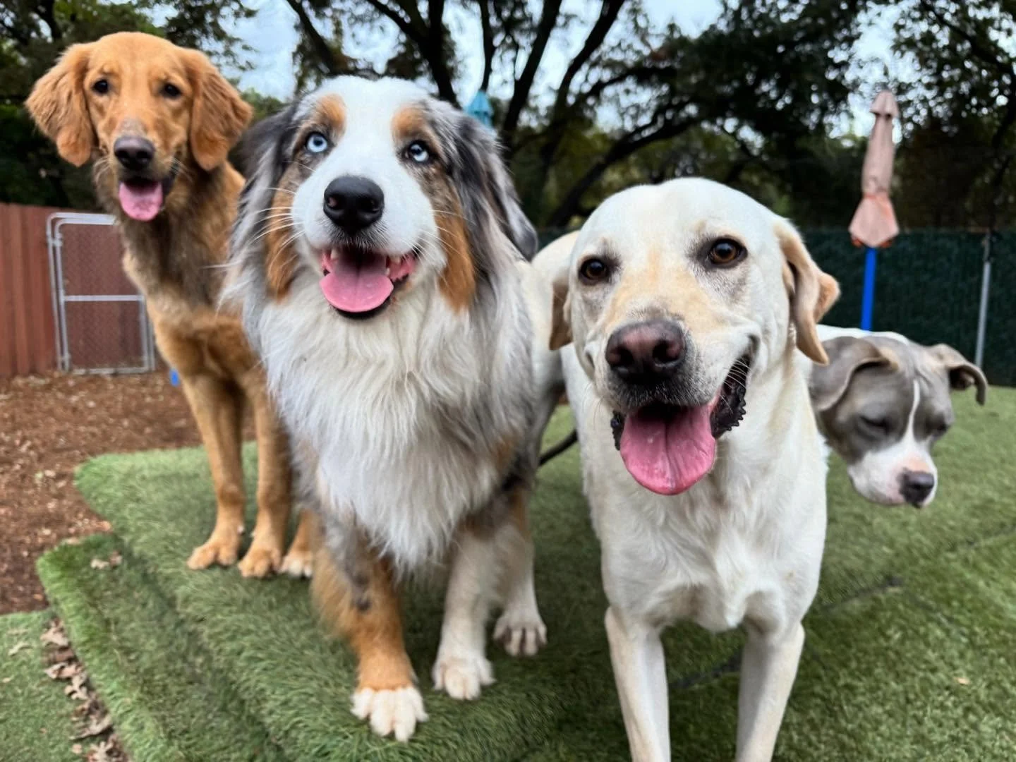 VIPs Maggie, Chase, and Beau (with Anna Banana peeking out) wish you a wonderful Wednesday! #canineconnection #dogresort