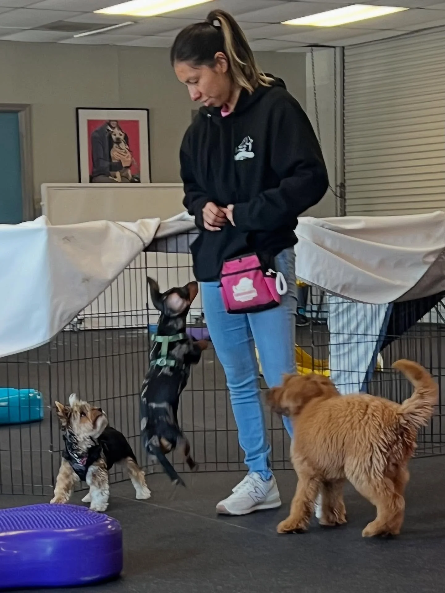 If it&rsquo;s Saturday, it must be PUPPY SOCIAL TIME! Stay tuned for more great photos of today&rsquo;s social puppy group! #thecanineconnection #chicocanineconnection #canineconnection #positivedogtraining #forcefreetraining #puppysocial #puppy #pup