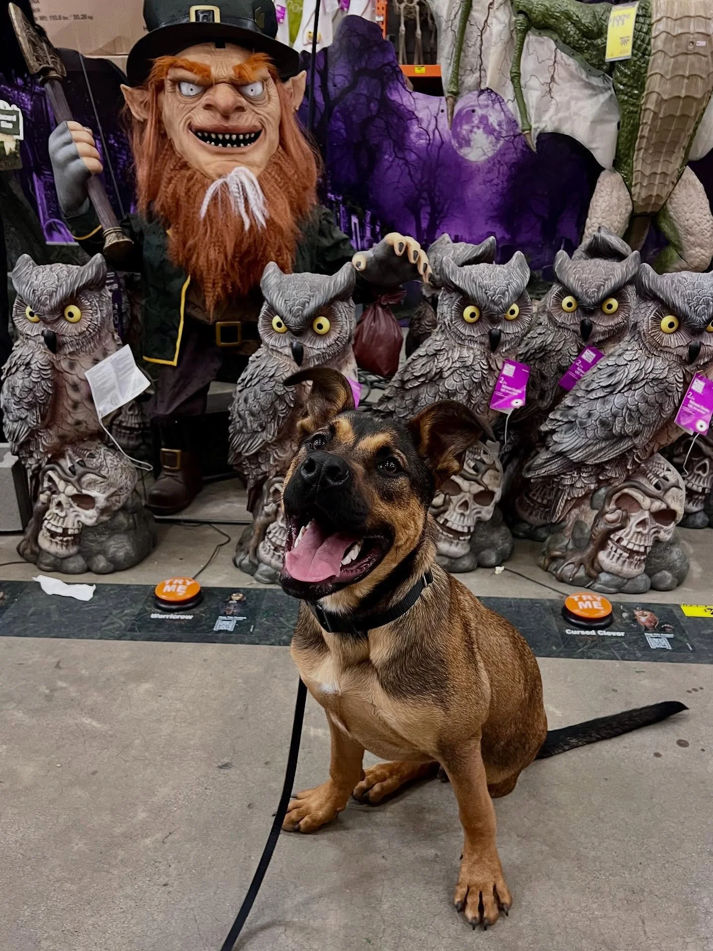 Foster boy, Reggie, made some new friends in his field trip to Home Depot today. Postive socialization for the win!#thecanineconnection #canineconnection #chicocanineconnection #postivedogtraining #positivereinforcementdogtraining #forcefreedogtraini