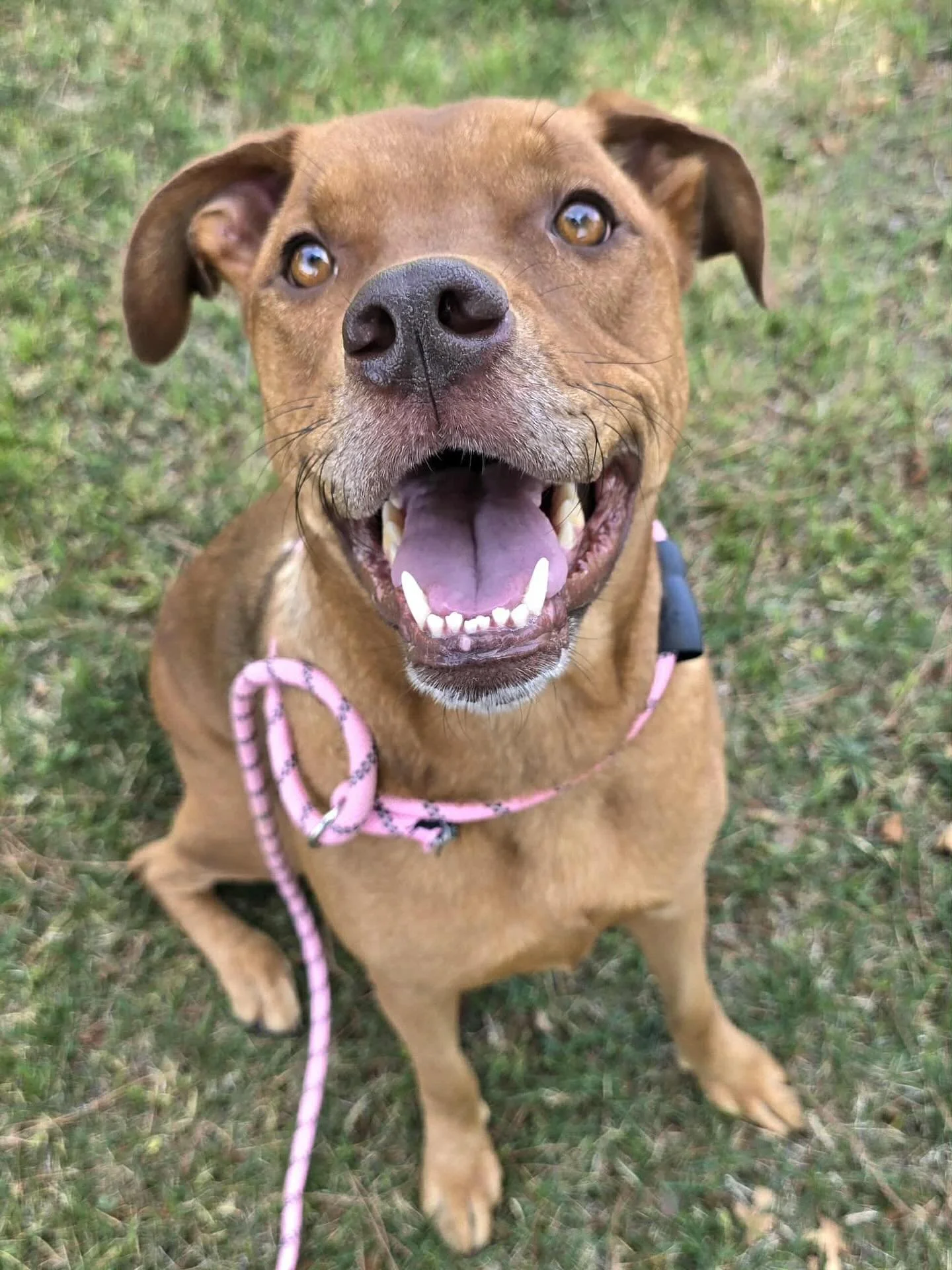 This is Chiffon. She has ended up at Tehama County Animal Shelter through no fault of her own. Sadly, her human died and Chiffon had no other place to go (please, everyone, make plans for your animal friends in case the unthinkable occurs and you&rsq