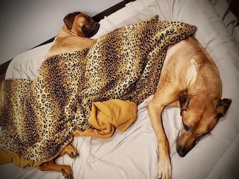 Our resort guests are all tuckered out and tucked in for the night. Sweet dreams! ❤️💤 🐶🐾