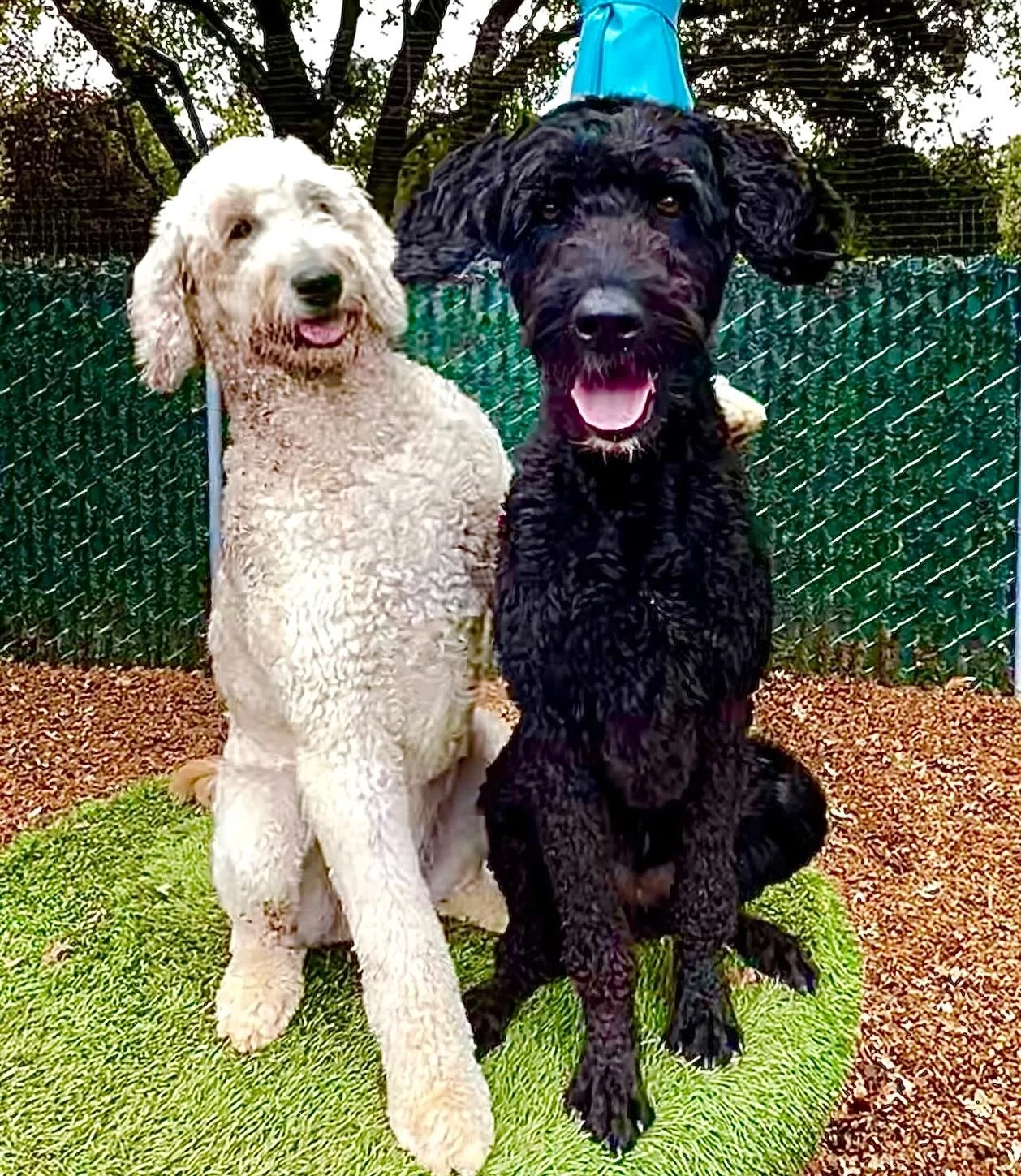 BFFs Honey and Ridley, two of our doodle darlings, are happy to be spending time together at our resort today. Who&rsquo;s your dog&rsquo;s best friend? #thecanineconnection #canineconnection #chicocanineconnection #dogresort #dogcamp #dogdaycare #do