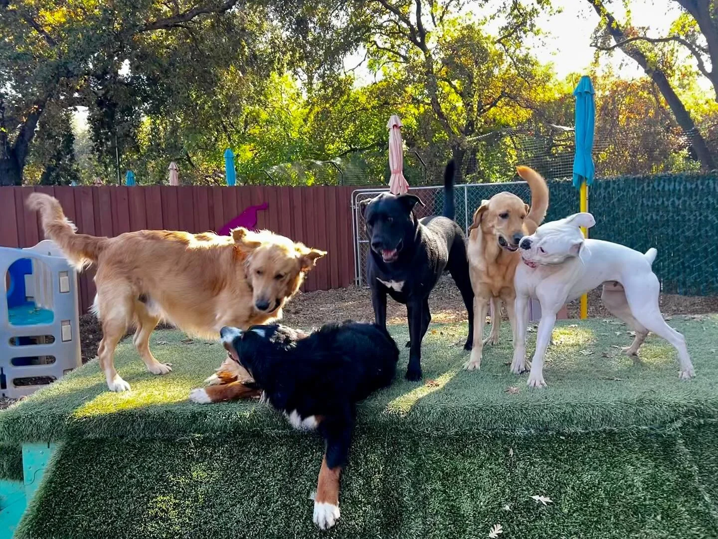 Life is full of fun and friendship when you&rsquo;re a Canine Connection dog! #thecanineconnection #chicocanineconnection #canineconnection #dogresort #dogcamp #dogdaycare #dogsofthecanineconnection