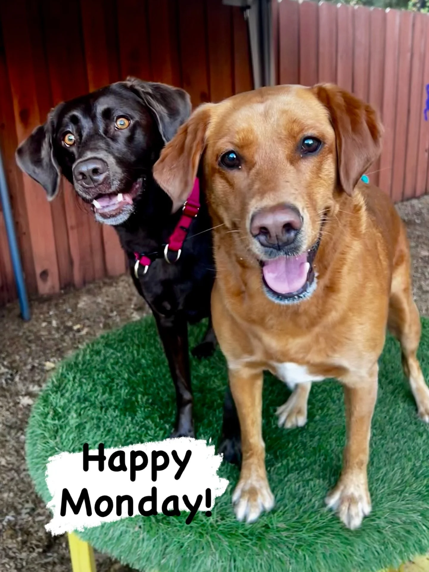 VIPs Indie and Tuli send out a HAPPY MONDAY wish to all our friends! Wishing you a tail-wagging day! #thecanineconnection #canineconnection #chicocanineconnection #dogsofthecanineconnection #dogresort #dogenrichment #dogdaycare #chico