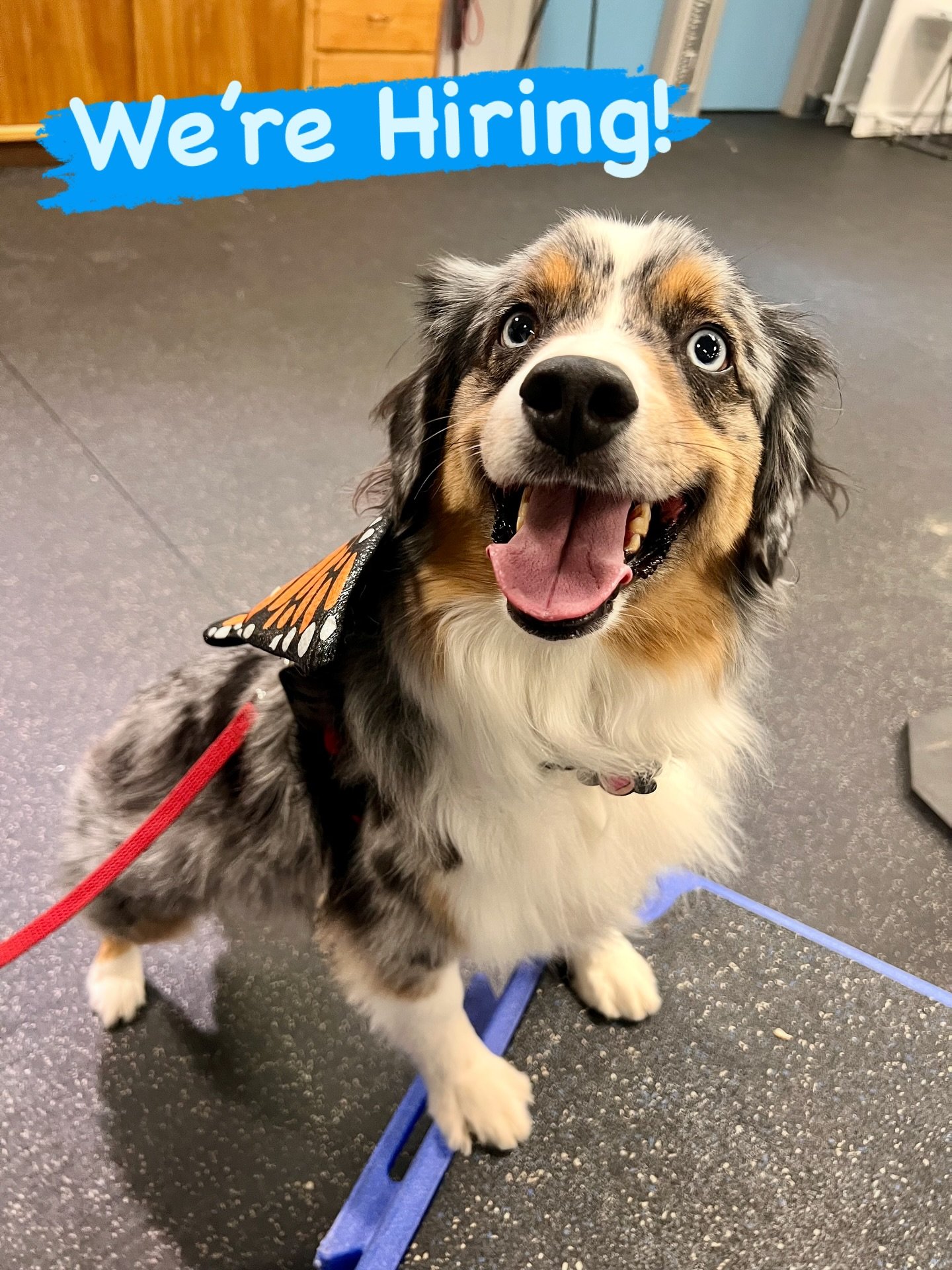 WE&rsquo;RE HIRING! CLIENT CARE COORDINATOR

We are looking for just the right person for an important position within our organization, that of CLIENT CARE COORDINATOR. Everyone on our team must have extreme love for dogs, but this position also req