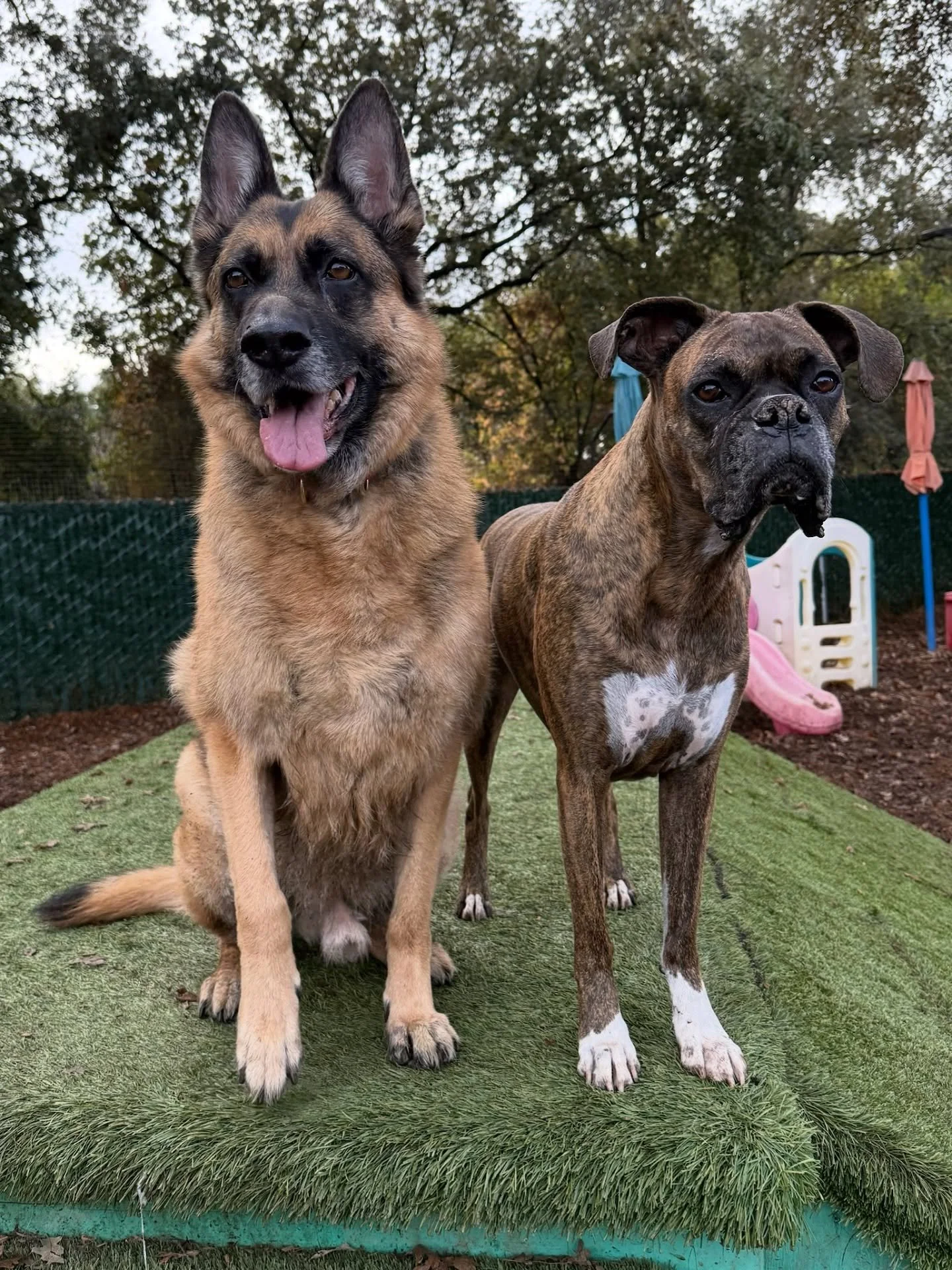 VIPs Leonidas and Bailey send out a &ldquo;Happy Tuesday!&rdquo; greeting to all our Canine Connection community. Aren&rsquo;t they a majestic couple? #thecanineconnection #chicocanineconnection #canineconnection #dogresort #dogdaycare #dogsofthecani