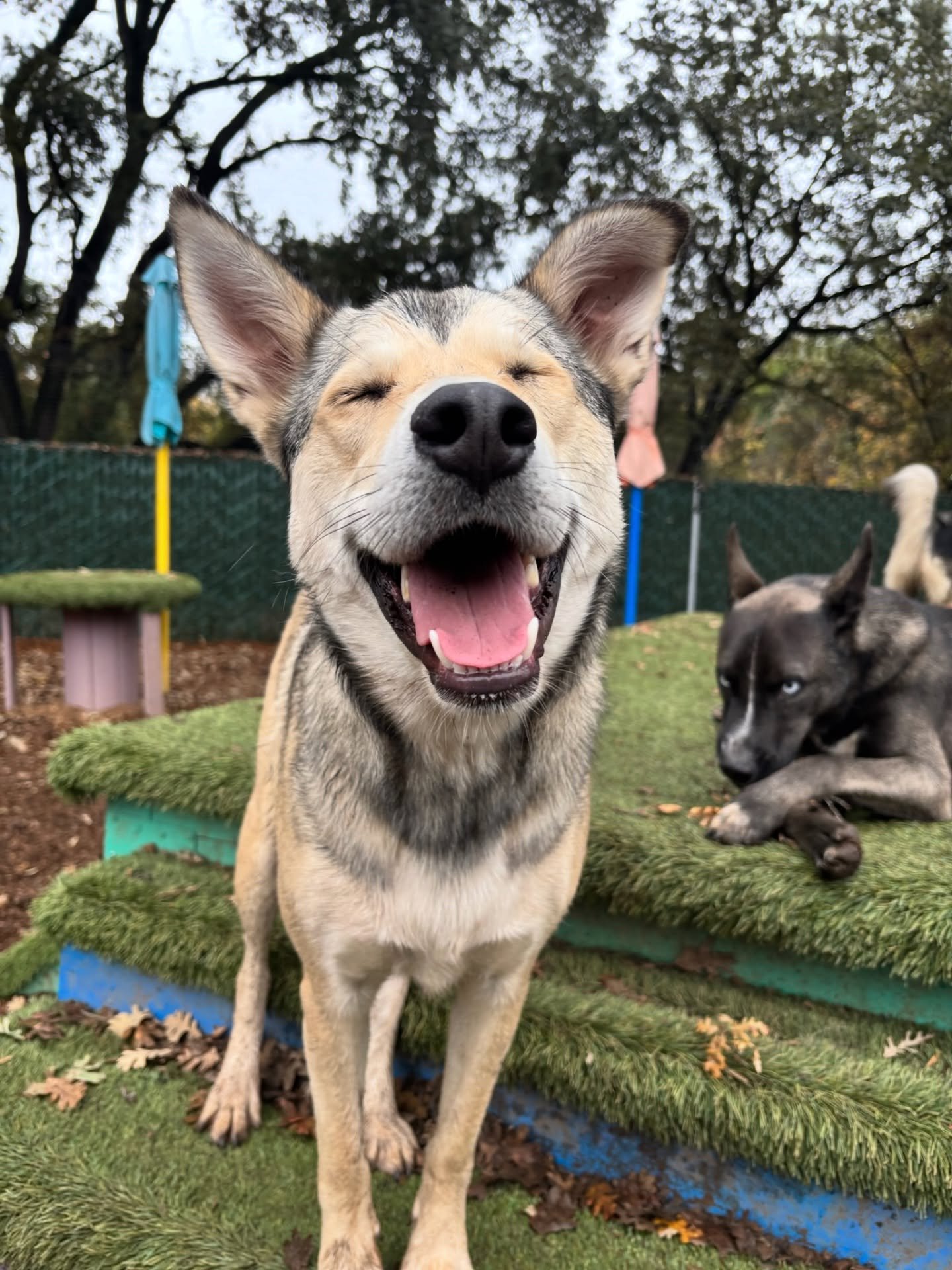 Today&rsquo;s joke, brought to you by our laughing VIP, Sundance! 🤣🐶🐾 😹

What do you call a dog who likes to eat?