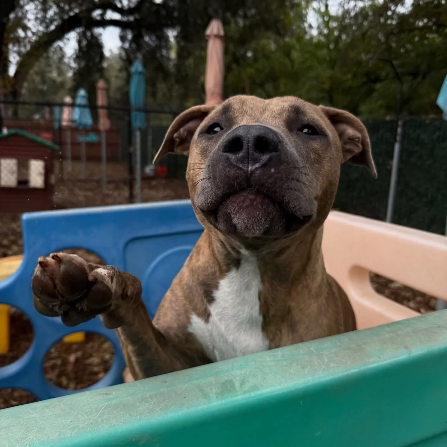 VIP Pickles says &ldquo;Hello and Happy Wednesday!&rdquo; We hope your day is full of tail wags! #thecanineconnection #canineconnection #chicocanineconnnection #dogresort #dogsofthecanineconnection
