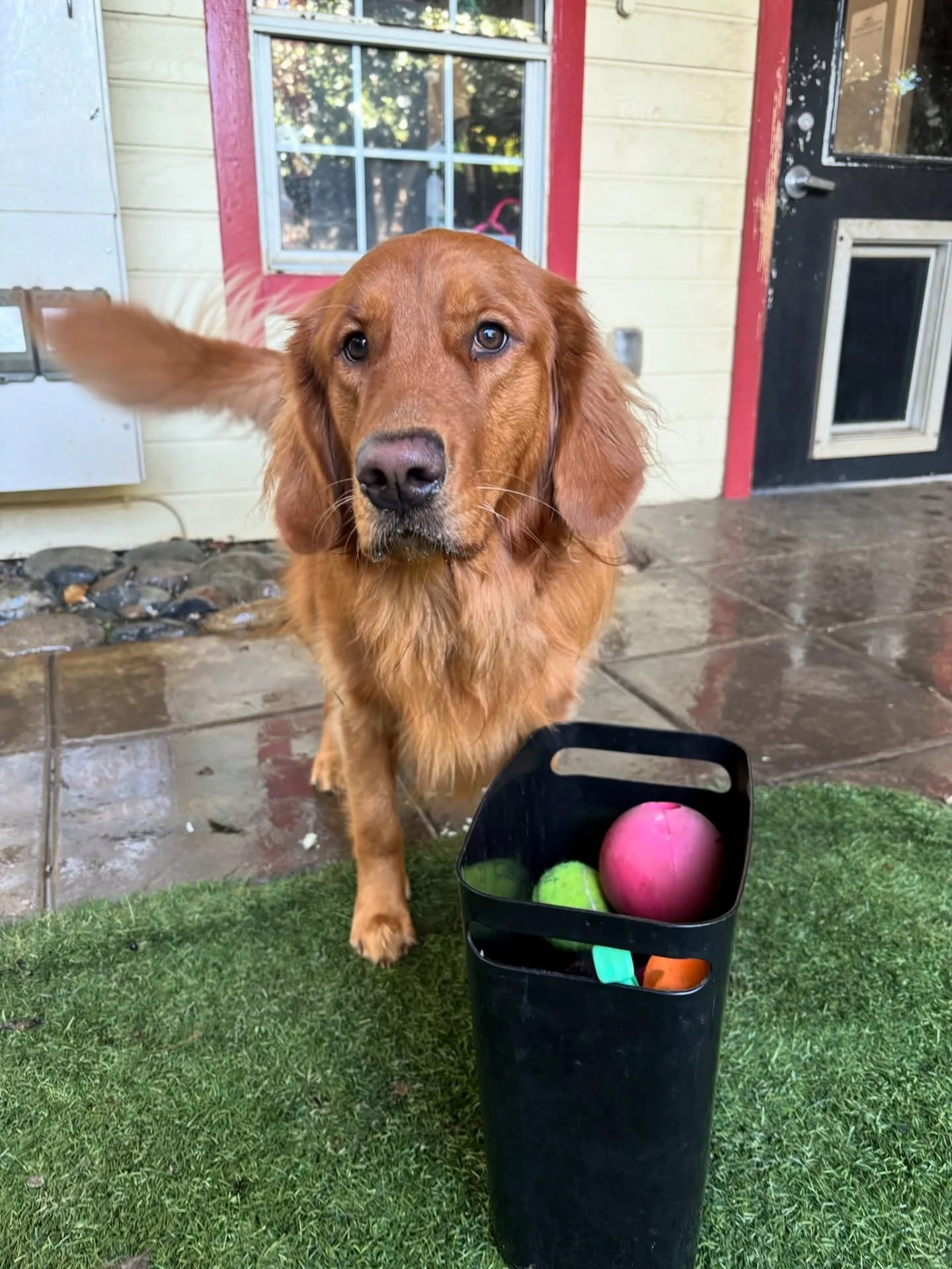 Coach Lindsay: &ldquo;Which toy should we play with, Daphne?&rdquo;

Daphne: &ldquo;You decide.&rdquo;

Coach Lindsay: &ldquo;No, you decide!&rdquo;

Daphne: &ldquo;Ummmm&hellip;. Hmmmm&hellip; I can&rsquo;t.&rdquo;
 
#thecanineconnection #chicocanin