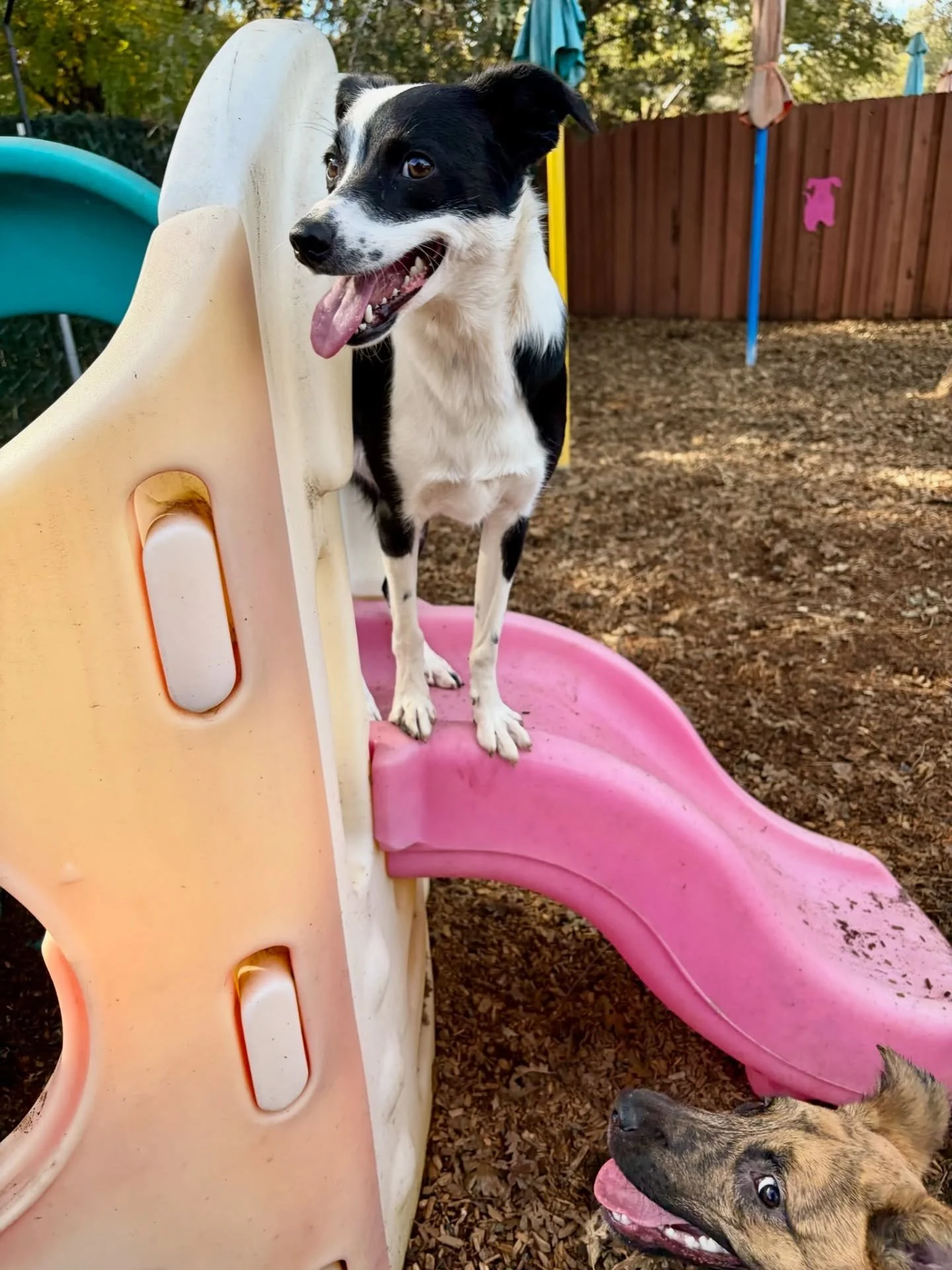 Could these VIPS (yes, there are two smiling pupsters in this photo, Bean and Winnie) be any cuter? #thecanineconnection #chicocanineconnection #canineconnection #dogresort #dogsofthecanineconnection